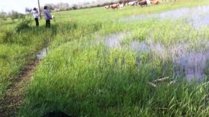 Рыбалка  Икряное Волга 13  17 05  2019