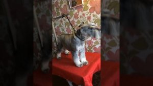 Стрижка цверга