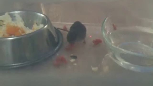 Sorex araneus смотреть онлайн