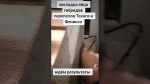 Инкубатор своими руками для перепелов.  Гибриды перепелов Техаса и Феникса, #перепела #инкубация