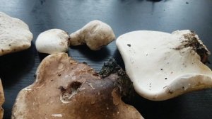 Трутовик березовый.Полезные свойства и применение. BIrkenporling.Piptoporus betulinus.317