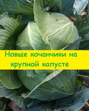 Капуста начала гнать боковые почки рядом с основным кочаном - нужно их вовремя удалять