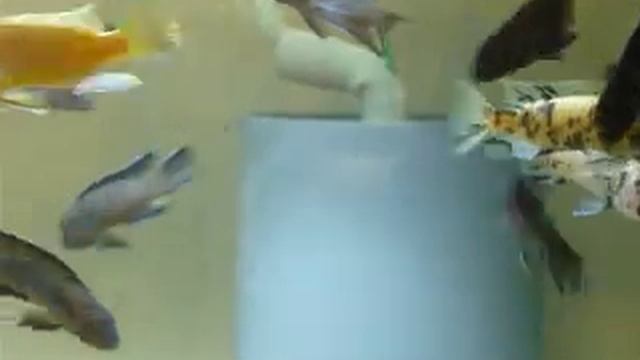 Maylandia sp"zebra gold" Nkhata bay f0, Cynotilapia "sp elongatus Chitimba" f0 смотреть онлайн