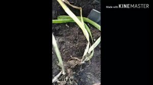 Посадка ирисов осенью