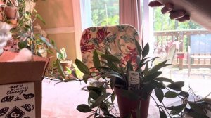 Unboxing New Hoya Rosita Plants #hoya
