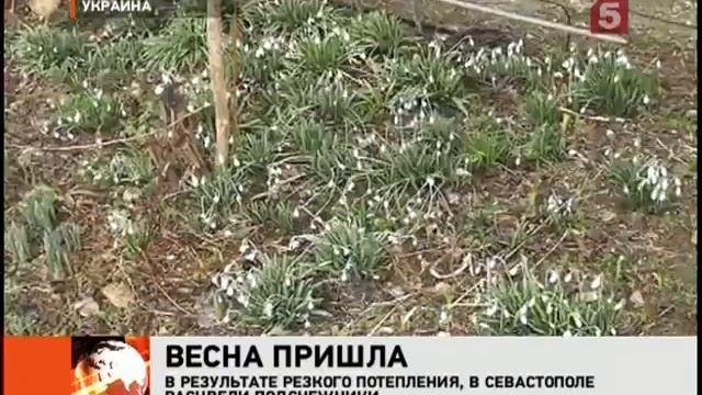 Лебеди прилетели в незамерзающую бухту Севастополя смотреть онлайн