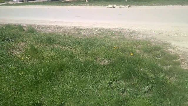 Гостагай, придомовая территория, пора косить. смотреть онлайн