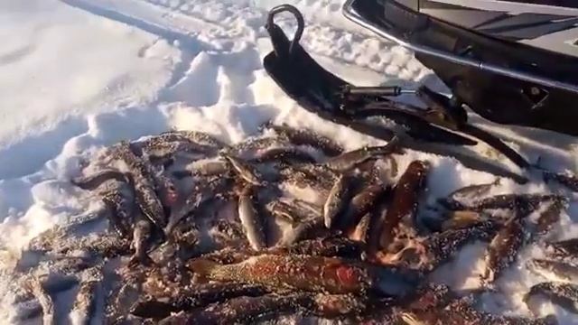 Подледный лов микижи на Камчатке смотреть онлайн