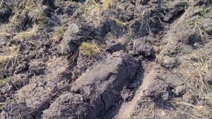Дисковка залежной земли МТЗ 82 в связке с БДТ-3