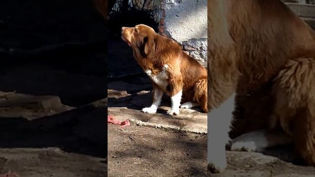 Bulgarian shepherd dog/Българско овчарско куче/Болгарская овчарка