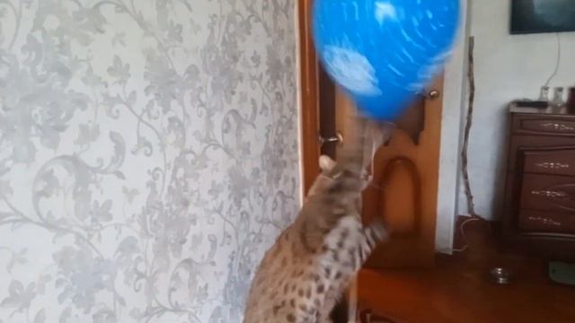 ЛЕТАЮЩИЕ ШАРИКИ И ДАЛЬНЕВОСТОЧНЫЙ КОТ смотреть онлайн