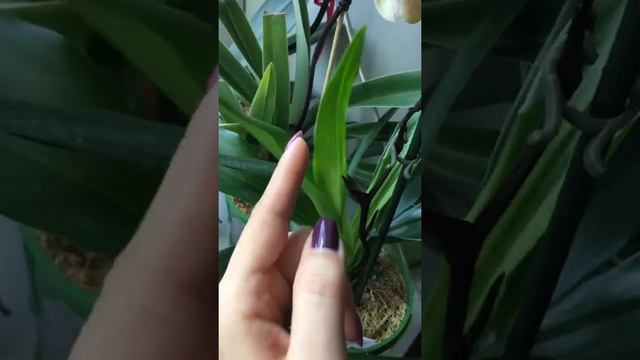 Когда удобрять орхидеи? смотреть онлайн