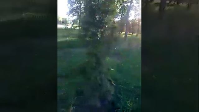 В Приморском парке г. Мариуполь расцвели сакуры. смотреть онлайн