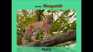 Изучаем животных. Кто живёт в лесу. Развивающее видео для детей