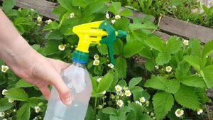 КЛУБНИКА завалит урожаем! ДАЮ клубнике ЭТО во время ЦВЕТЕНИЯ. Ягода всегда КРУПНАЯ и СЛАДКАЯ.