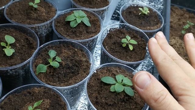 Лучшее удобрения для рассады цветов / Удобрения петуньи от посадки до пикировки