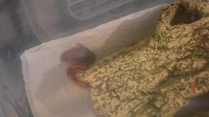 кормление, змея маисовый полоз 2, амел мотли страйп