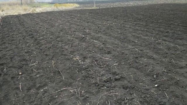 ОСЕННЯЯ ПОСАДКА ЧЕСНОКА / ОДНОЗУБКА.