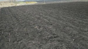 ОСЕННЯЯ ПОСАДКА ЧЕСНОКА / ОДНОЗУБКА.