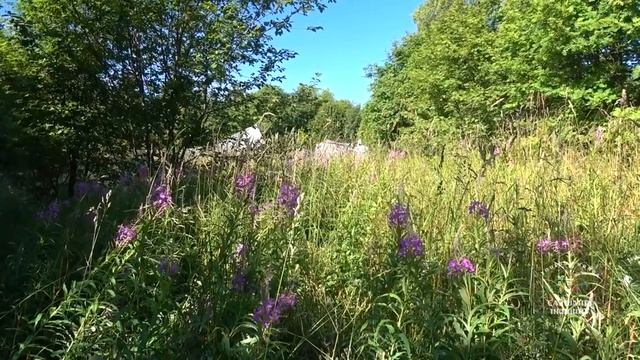 Волшебный час расслабления, гармонии, покоя. смотреть онлайн