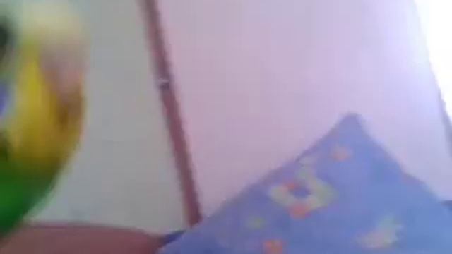 Волнистый попугай Глаша(девочка)