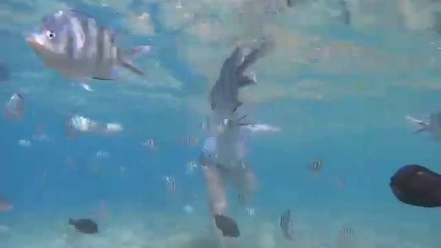 шикарное красное море #египет #красноеморе #шармальшейх #рыбки   #egipt #fish #trip  #sea