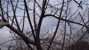 Формируем обрезкой из куста алычи дерево на штамбе