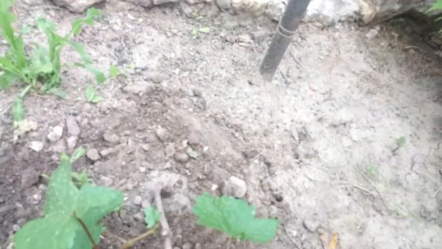 ФОРМИРУЕМ КУСТ ВИНОГРАДА НА ВТОРОЙ ГОД.Vselennaya uvlecheniy смотреть онлайн