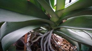 Болезни орхидей. Фузариоз, бактериоз, что делать и как помочь орхидее. #моишестьсоток #Хештег