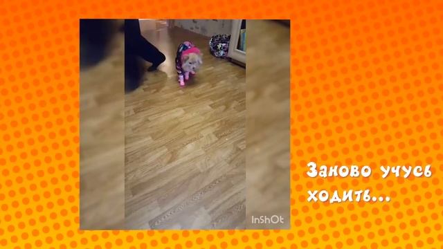 Померанский шпиц-презентация нашей собаки