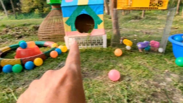World Cute Chickens, Colorful Chickens, Rainbows Chickens, Cute Ducks, Cat, Rabbits,Cute Animals 🐤🪿