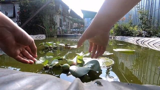 Как разделить водяной Гиацинт