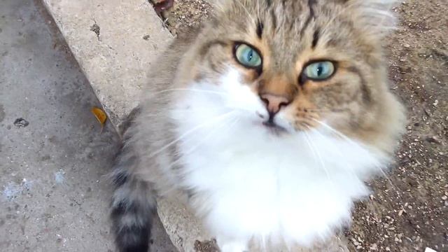 Обзор кур пароды Мастер Грей, Редбро,Голошейка бролерная. смотреть онлайн