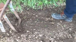 Прополка картофеля ручным пропольником!