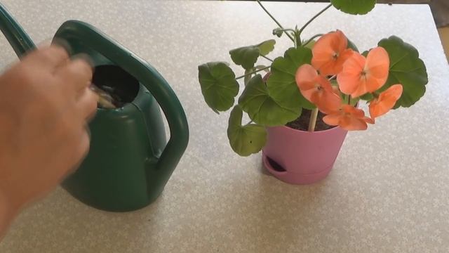 Уход за геранью. Пересадка, перевалка, прищипывание, черенкование, полив, подкормки и другое. смотреть онлайн