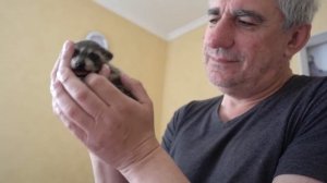 Еноту Лимону 3 недели. Рано забрали от мамы.