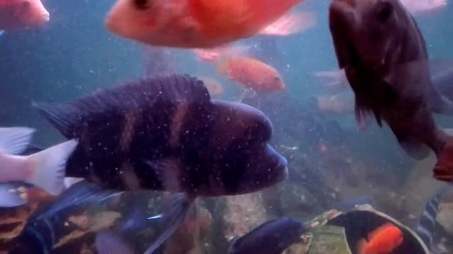 Фронтозы Бурунди Норд блю производители смотреть онлайн