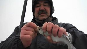 Густера осенью