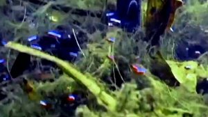 Биотоп реки Ориноко. Biotope of the Orinoco River and its inhabitants.