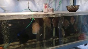 Как приучить Дискусов к сухому корму # Фарш VS Сухари # Д1