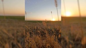 КОСАРИ НА ЛУГУ. Песня на жатву. Сборник "Песнь возрождения"