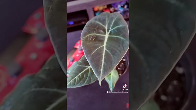 TikTok Alocasia Black velvet house plant ♥