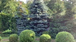 Хвойники, розы, рододендроны-декоративные ландшафтные композиции в моем саду