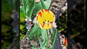 Красивая весенняя мелодия, цветы ..mp4