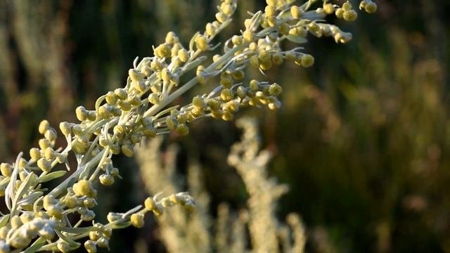 Польза полыни горькой и ее использование в домашних условиях.. Традиции предков.