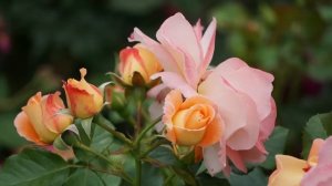 Истории из жизни. Жизненные истории. Интересные истории. Душевные истории. Увлекательные истории.