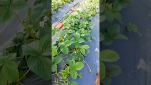 Супер сладкие сорта клубники