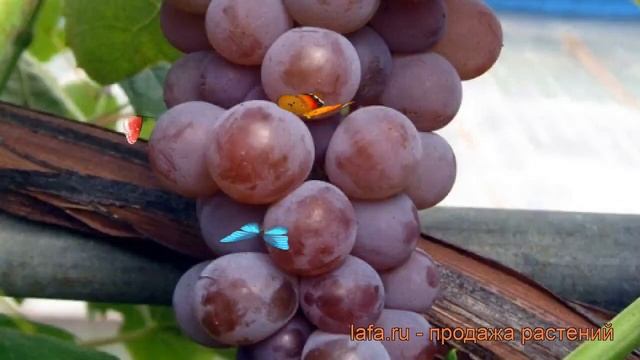 Виноград плодовый Канадис (vitis) ? виноград Канадис обзор: как сажать рассада винограда Канадис