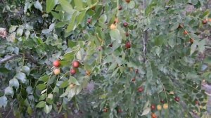 Зизифус. Урожай 2019.