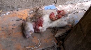 жесткая расправа над крысой не для детей